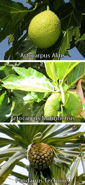 Types of Breadfruit